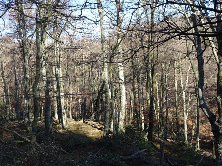Forêt des Couloumates
